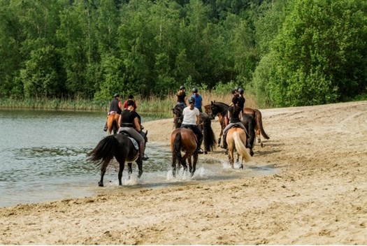 Paarden bij meer tijdens buitenrit