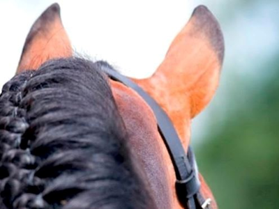 Paard, Plezier & Meer Paard, Plezier & Meer