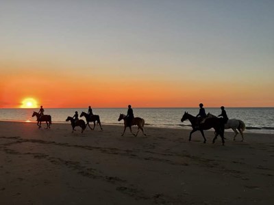 Strandrit Zeeland op betrouwbare paarden - oud