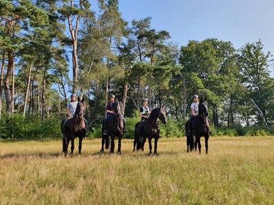 Beleef de Veluwe op Friese paarden privé rit – 1 uur