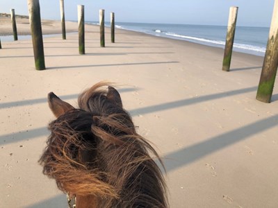 Strand- of bos- of polderrit met IJslanders (bitloos)