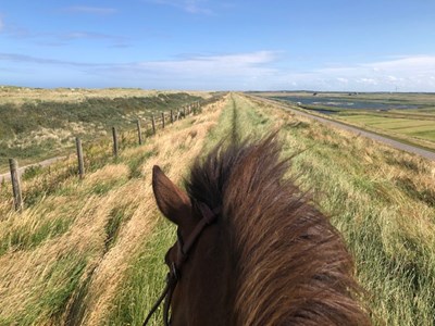 Buitenrit met IJslanders (bitloos) - 1 uur
