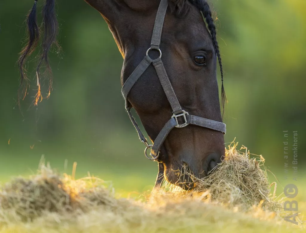 Paarden eten voer