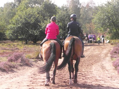 Ermelose Paarden Tweedaagse Ermelose Paarden Tweedaagse