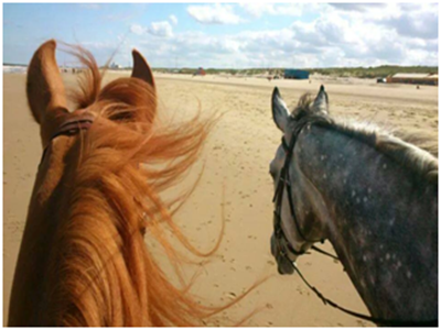 Enjoy the Ride Kijkduin Enjoy the Ride Kijkduin