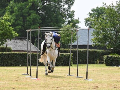 TREC obstakel training (ochtend) TREC obstakel training (ochtend)