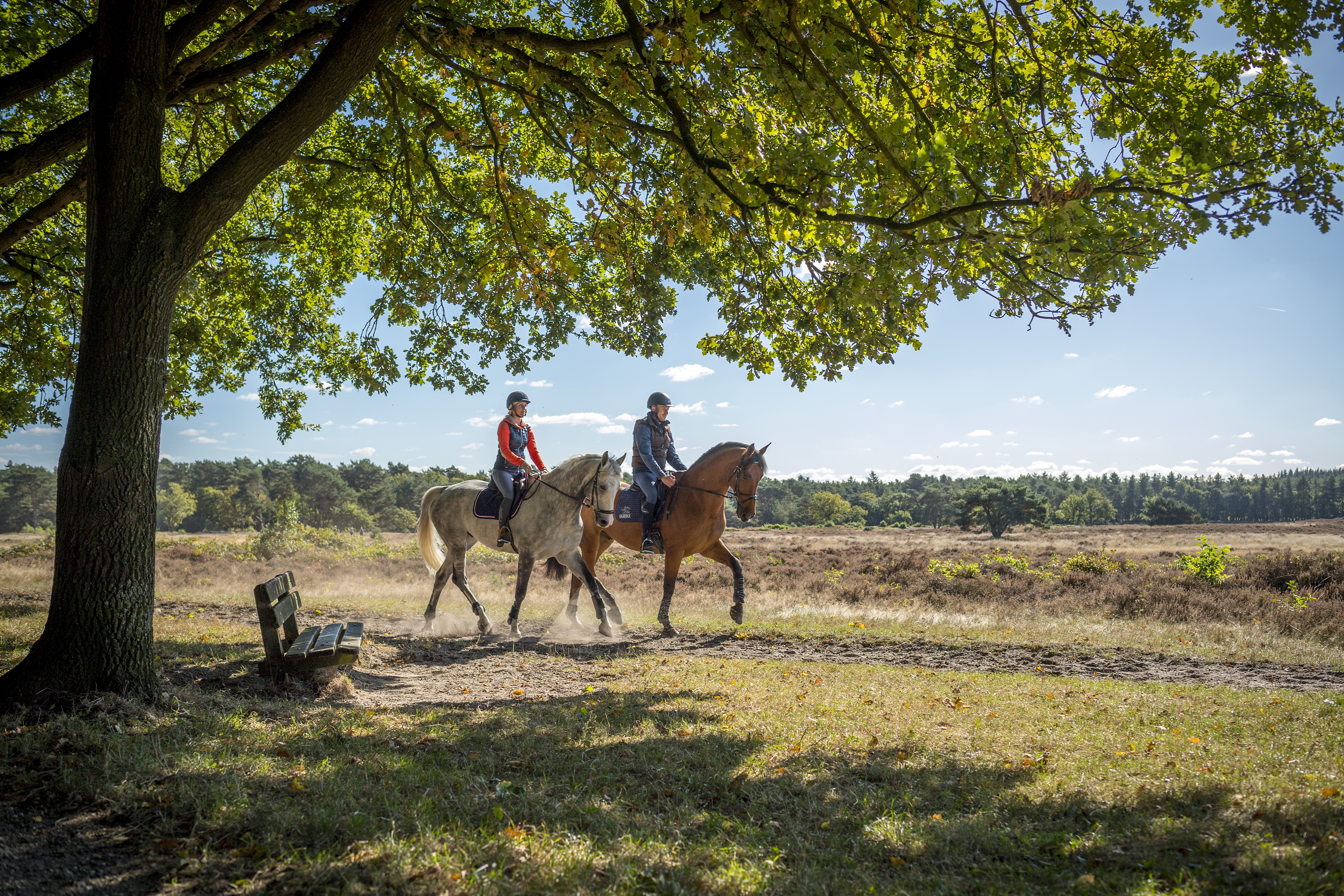 Checklist: met je paard op vakantie