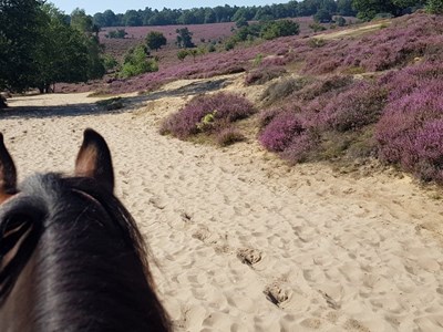 Route Cyriasisch Veld Leuvenum