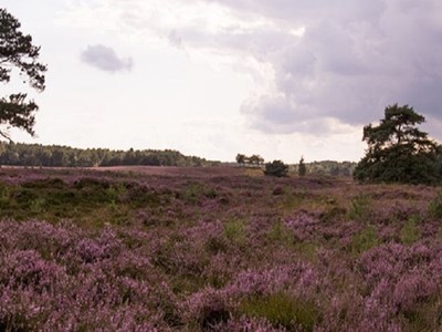 Ruiterroute Tongerense heide