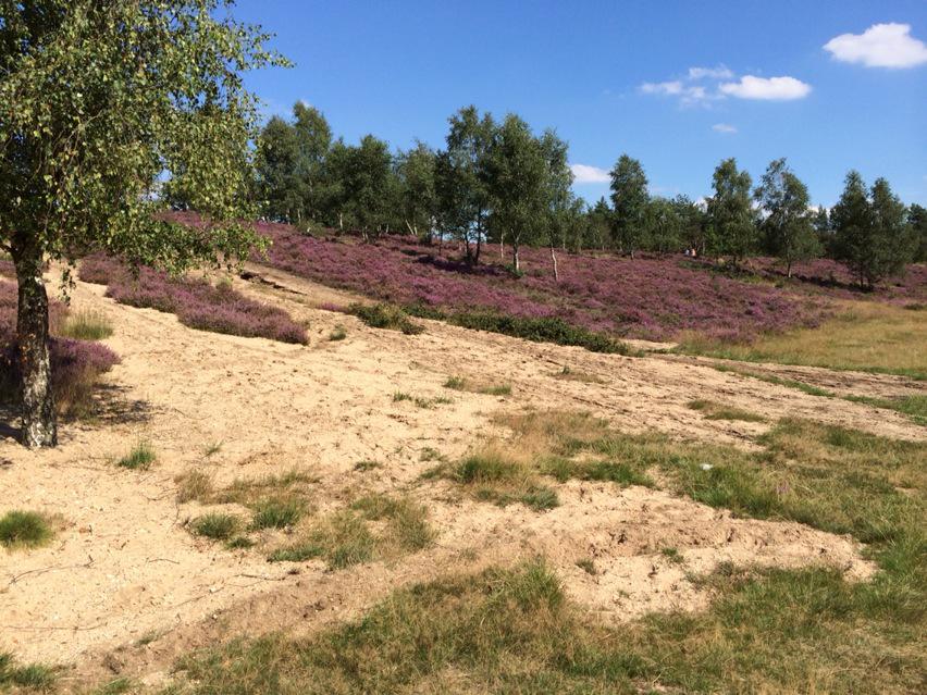 Ruiter- en menroute Tongerense heide in Epe 