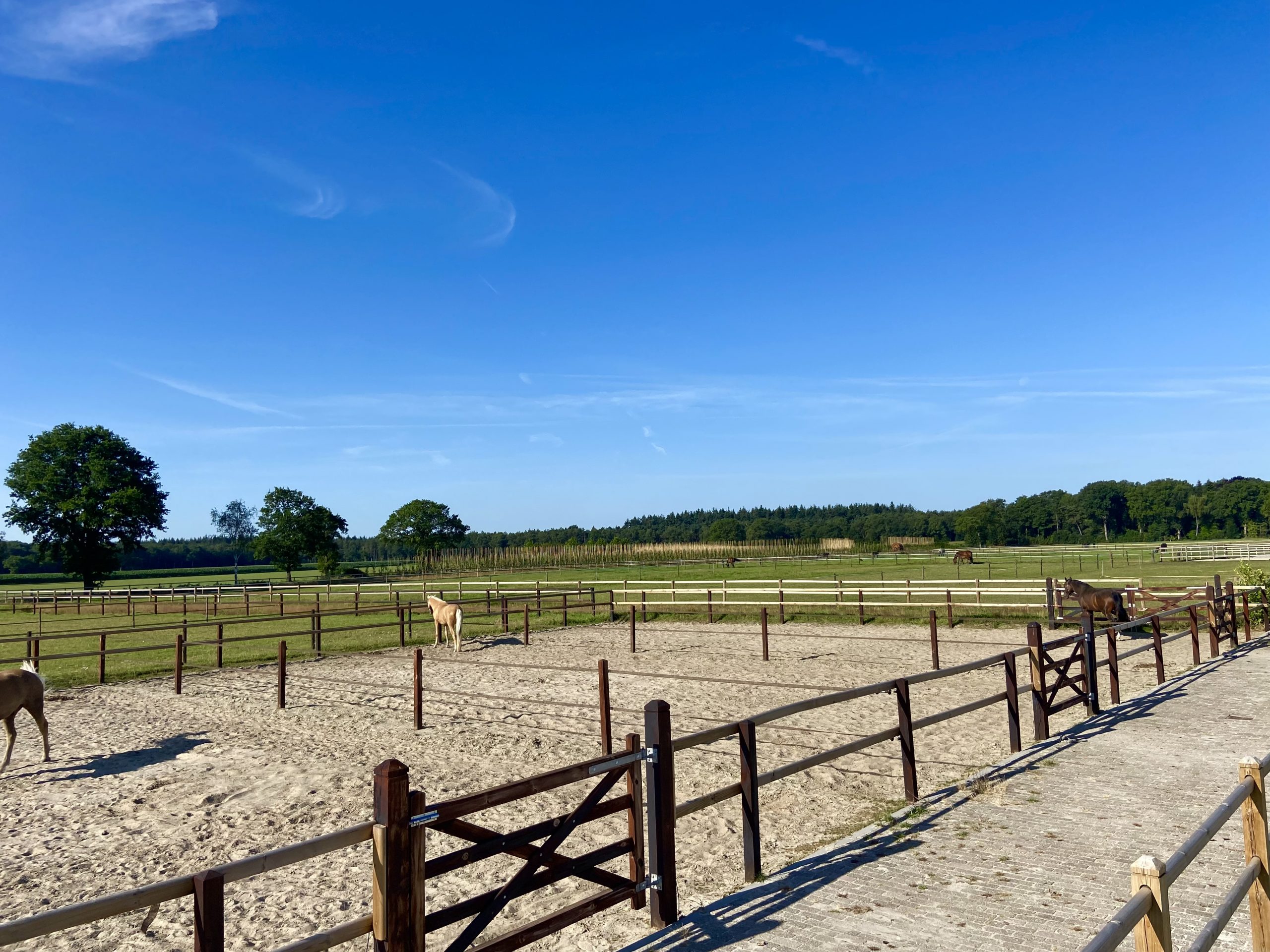 Florian Stables Hilvarenbeek  