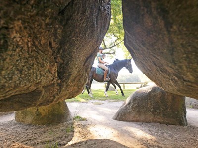 Paarse Desperado route - Drents-Friese Wold