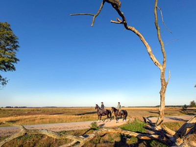 Dwingelderveld groen witte ruiterroute