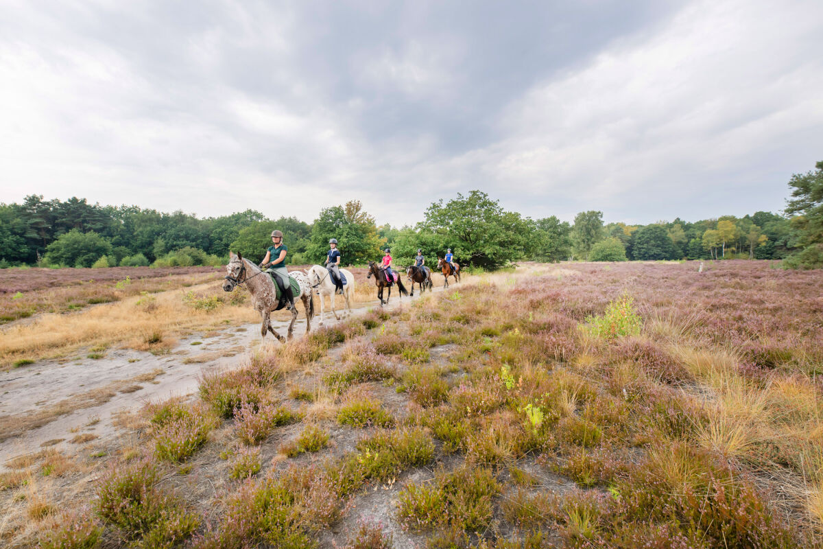 Ruiterroute Hondsrug Buinen