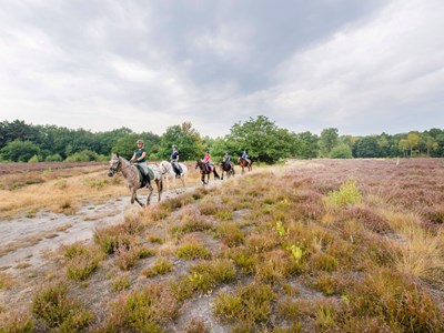 Ruiterroute Hondsrug Buinen