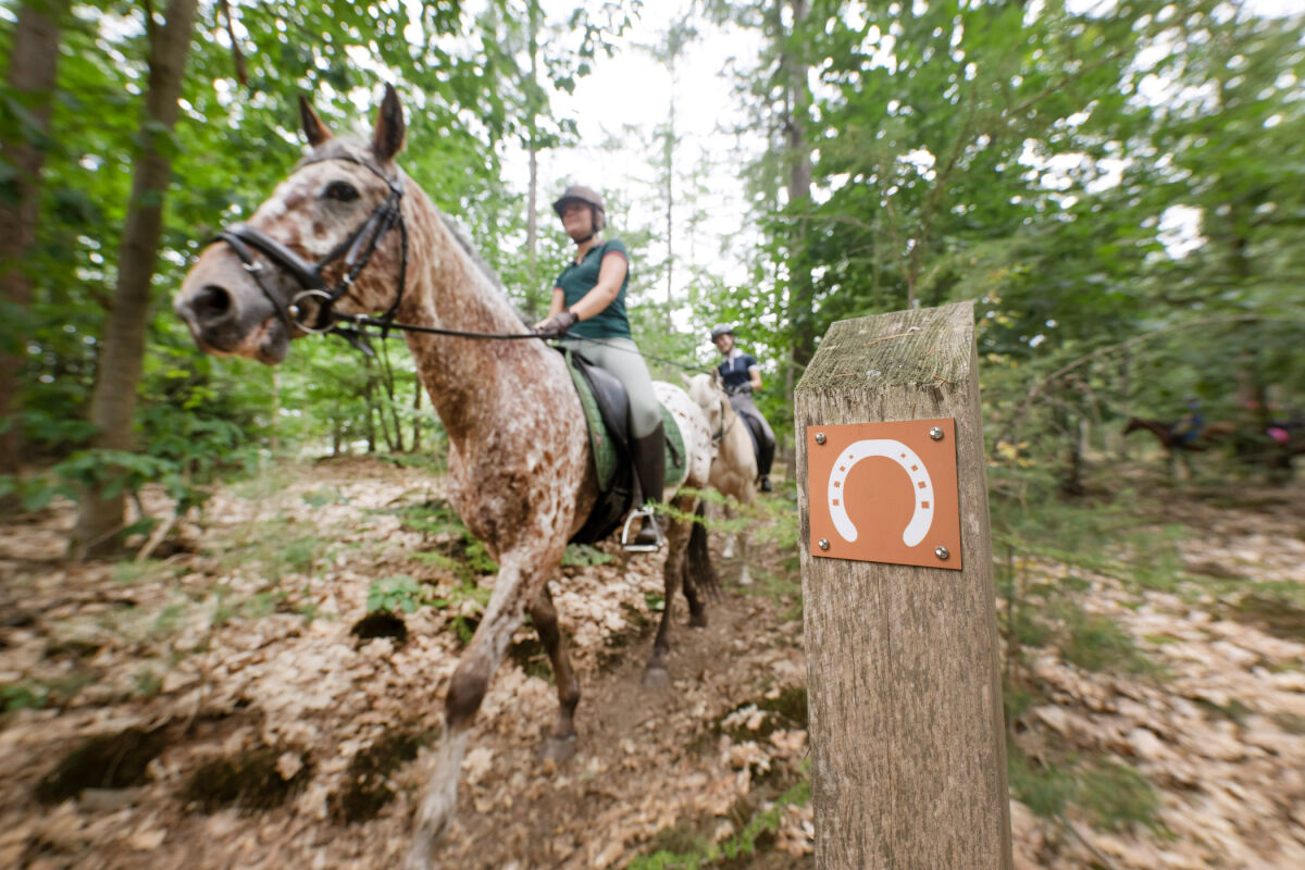 Ruiterroute Hondsrug Boswachterij Exloo