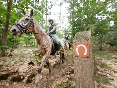 Ruiterroute Hondsrug Boswachterij Exloo