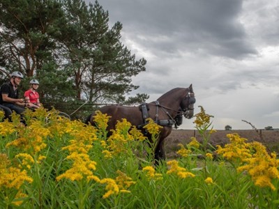 Ginkelse Heide – Mossel ruiter- en menroute