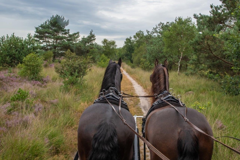  Zwarte paard route over de Tongerense heide