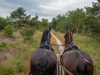 Zwarte paard route over de Tongerense heide