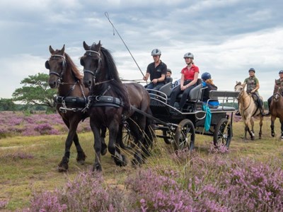 Ruiterroute dwars door de Limburgse Peel