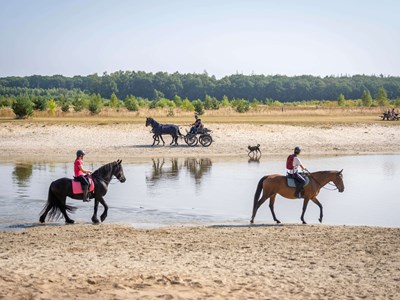 Ruiterroute Asseltse Plassen