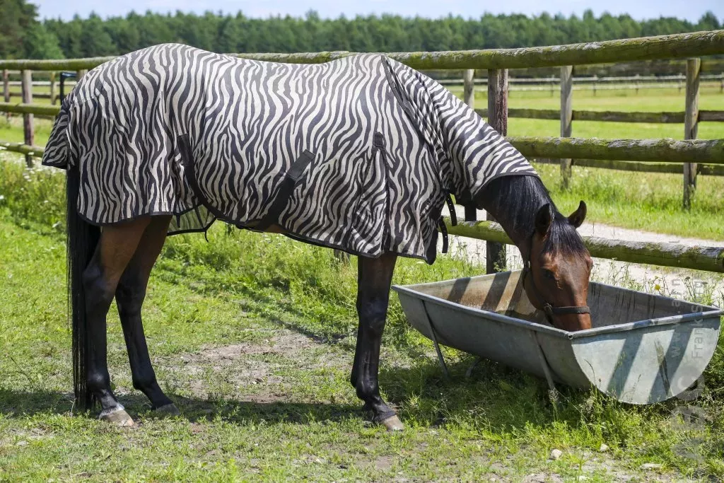 Paard met zebradeken Paard met zebradeken