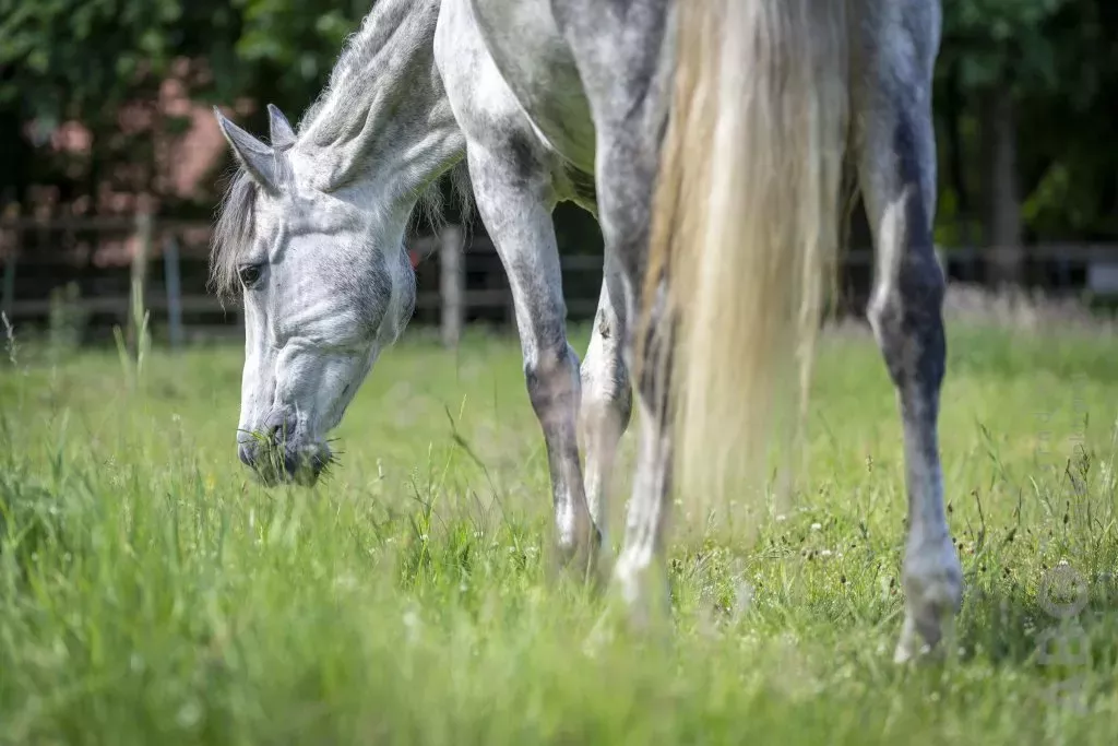 Paard eet gras