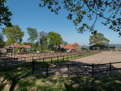 Paard, Mens en Onderwijs (PMO)