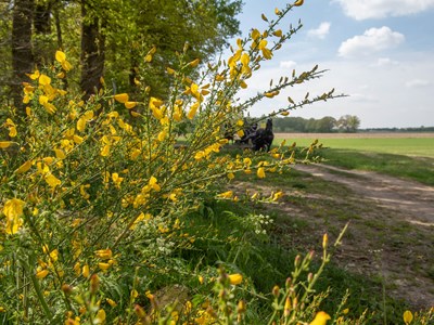 Montferland Patrouillerit