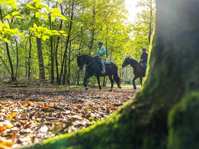 Rondje Amerongen voor ruiters en menners