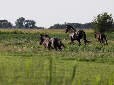 Metslawier waddenkustroute