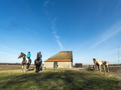 Texel duin- en strandrit