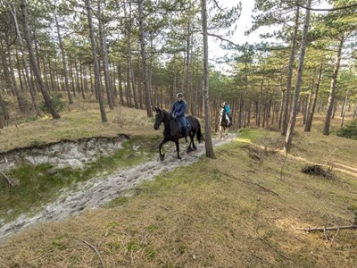 Buitenrit door de bossen van Texel