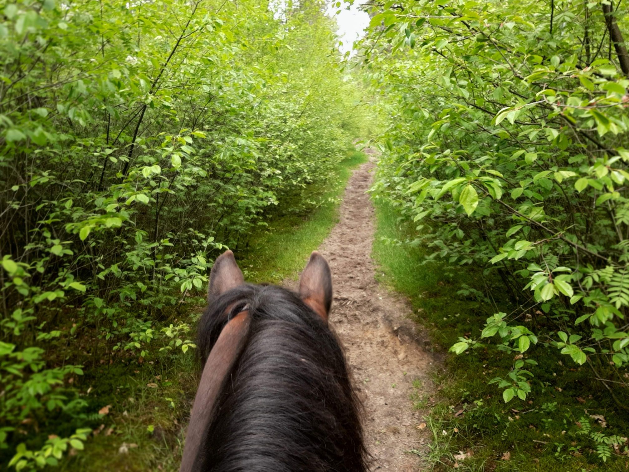 National park de Maasduinen route