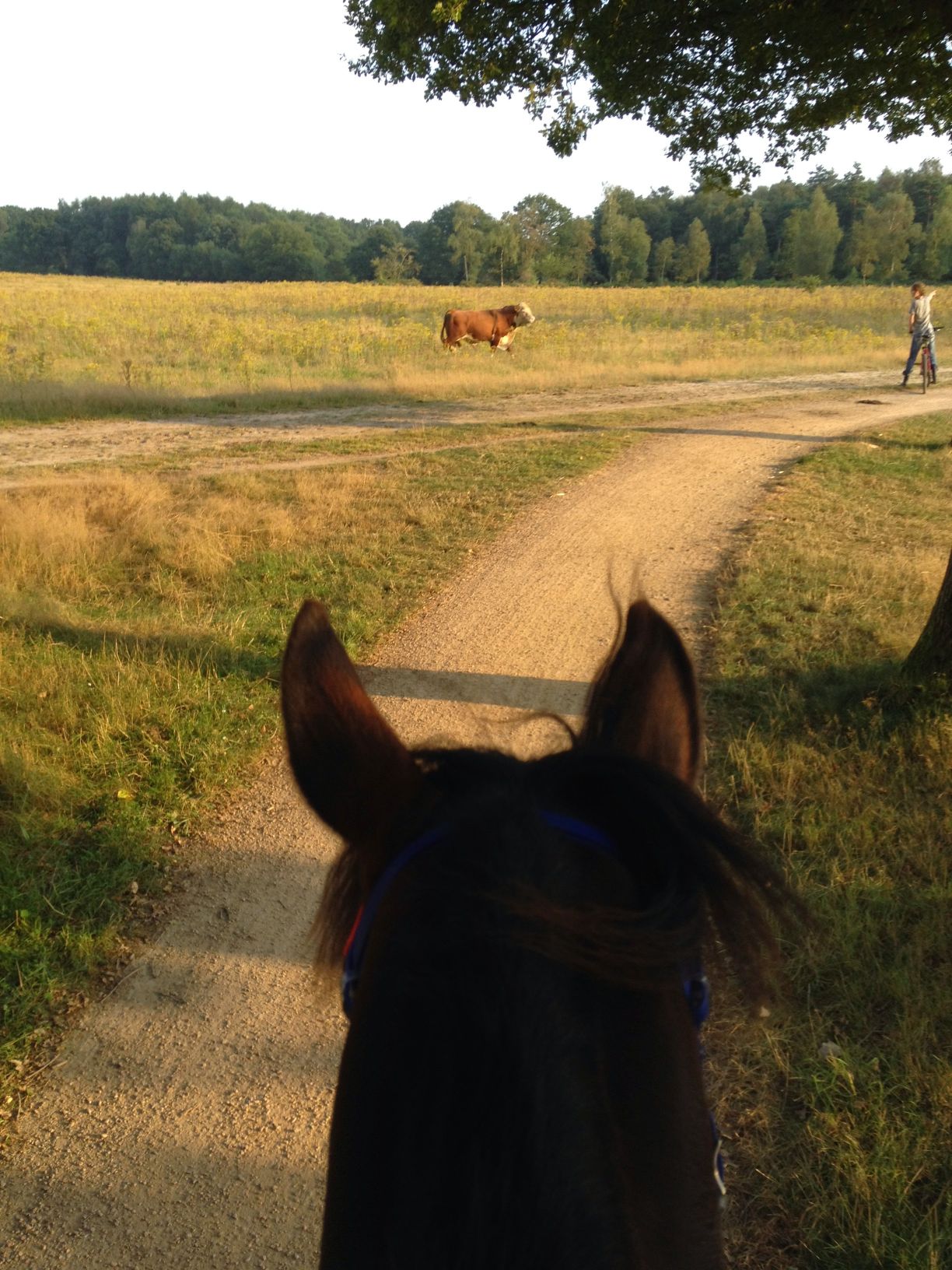 De Borkeld ruiter- en menroute