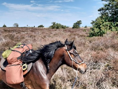 Paardrijden op de Lemelerberg
