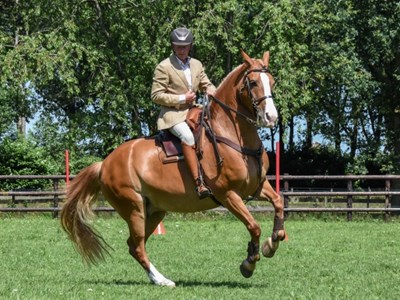 TWE Boekel, Bixie t/m Z masters TWE Boekel, Bixie t/m Z masters