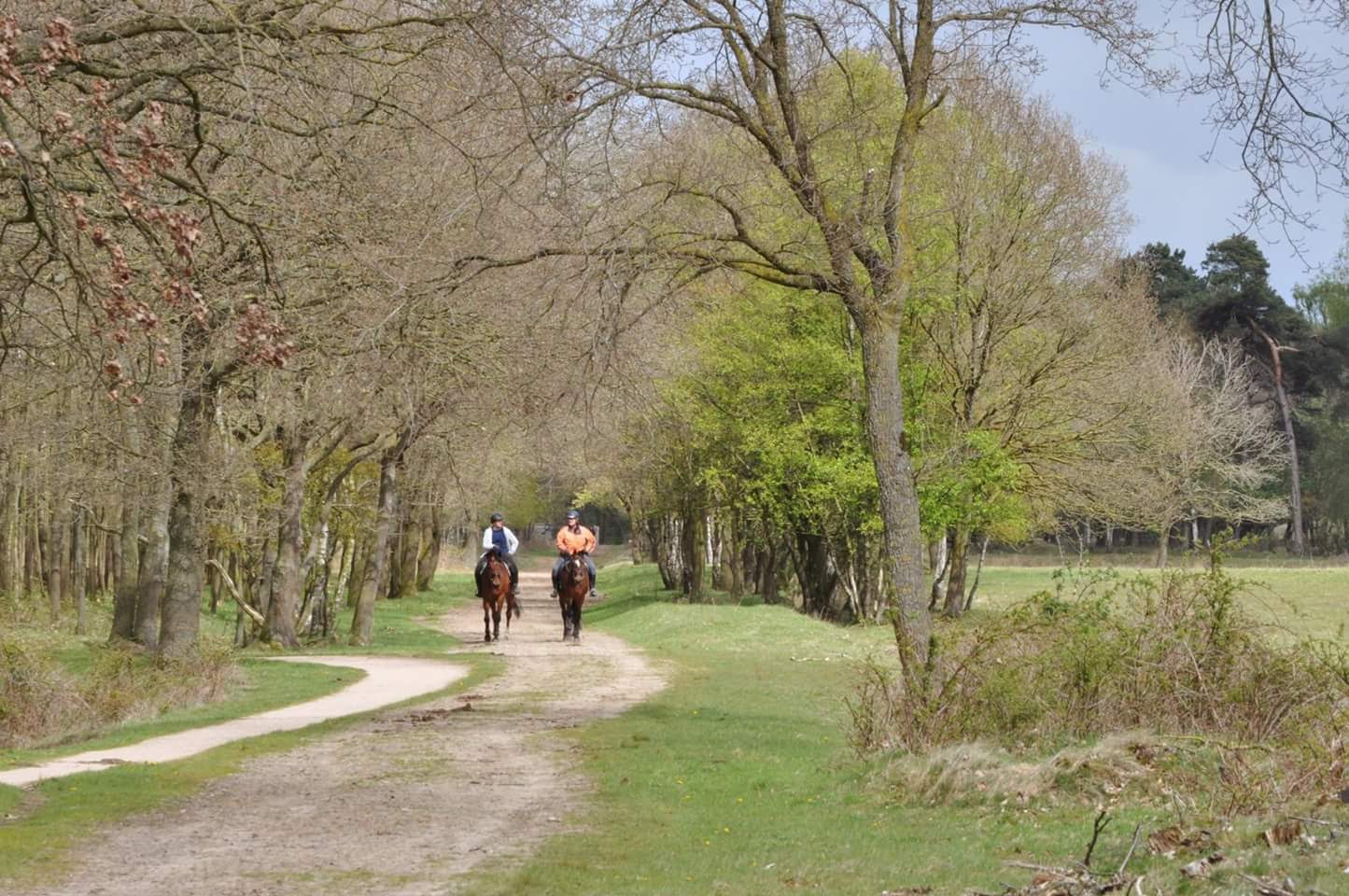 Natuurgebied de Borkeld ruiterroute 