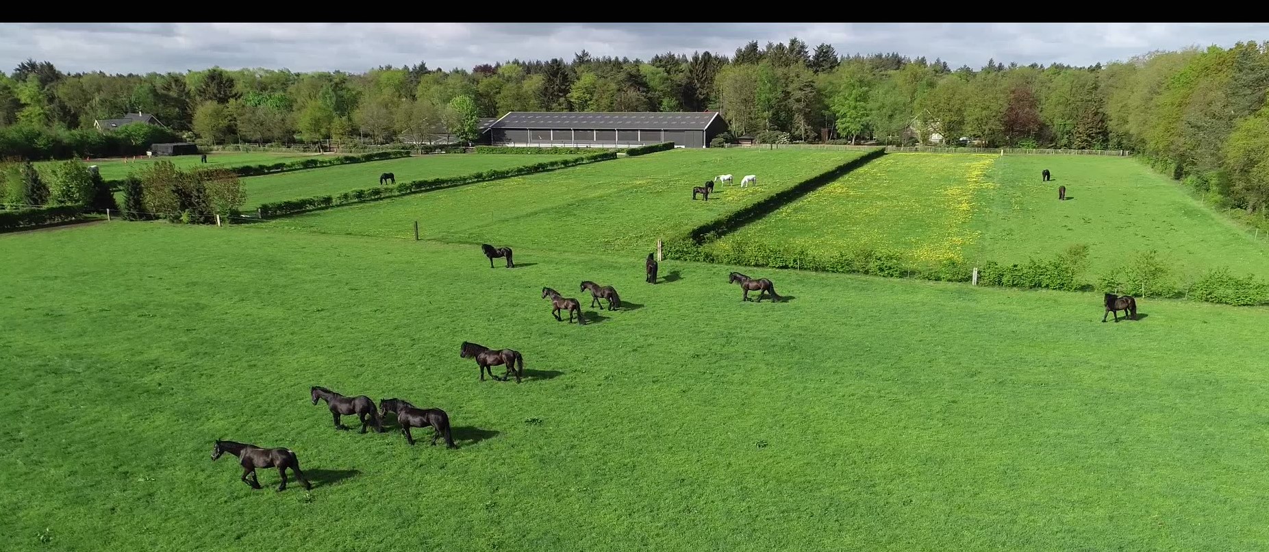 Stalhouderij Het Zwarte Paard