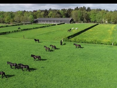 Stalhouderij Het Zwarte Paard