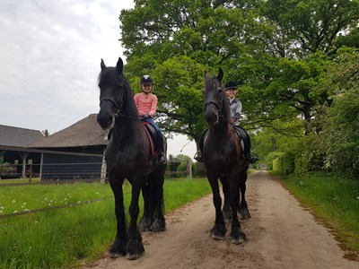 Beleef de Veluwe op Friese paarden rit - 1 uur