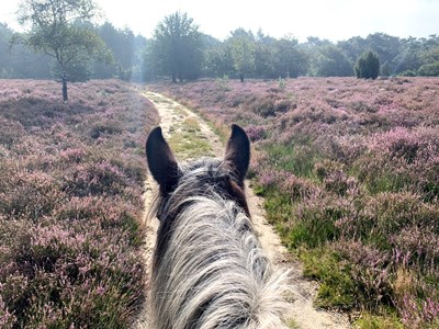 Korte ruiterroute door de Beugense bossen bij Landhorst