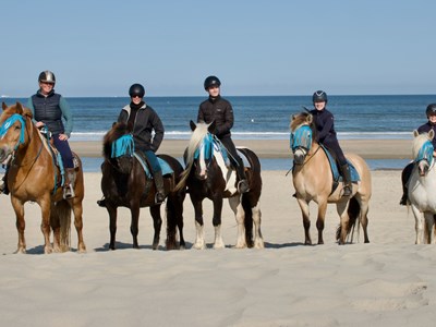 Daan's Horses