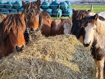 B&B Paardencentrum 'Hekla'