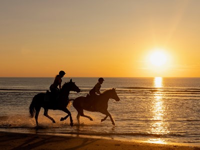 Hoeve Consensus Texel