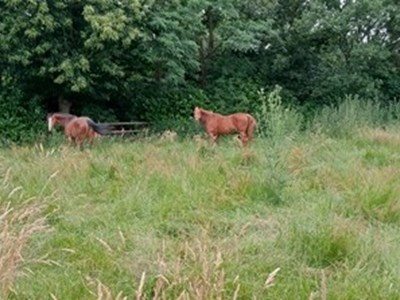 Kervansaray Horse Services