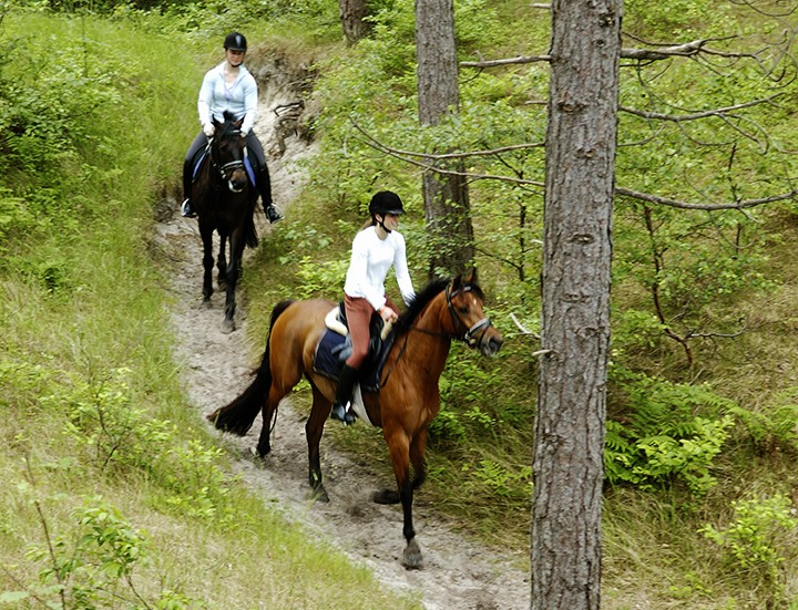 Rondje Texelse dennen over de heuvels