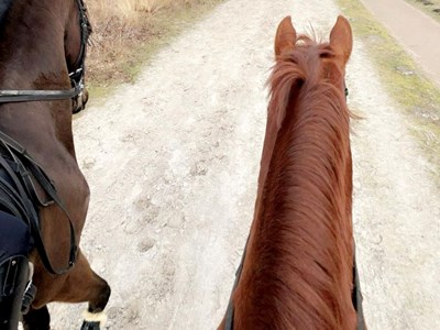Equine Journeys by Rach