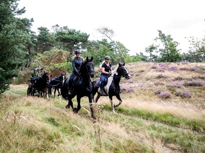 Ermelose Paarden Tweedaagse Ermelose Paarden Tweedaagse